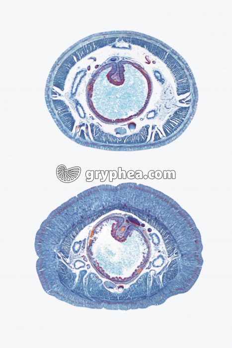 Lombric CT x5 - gryphea.org